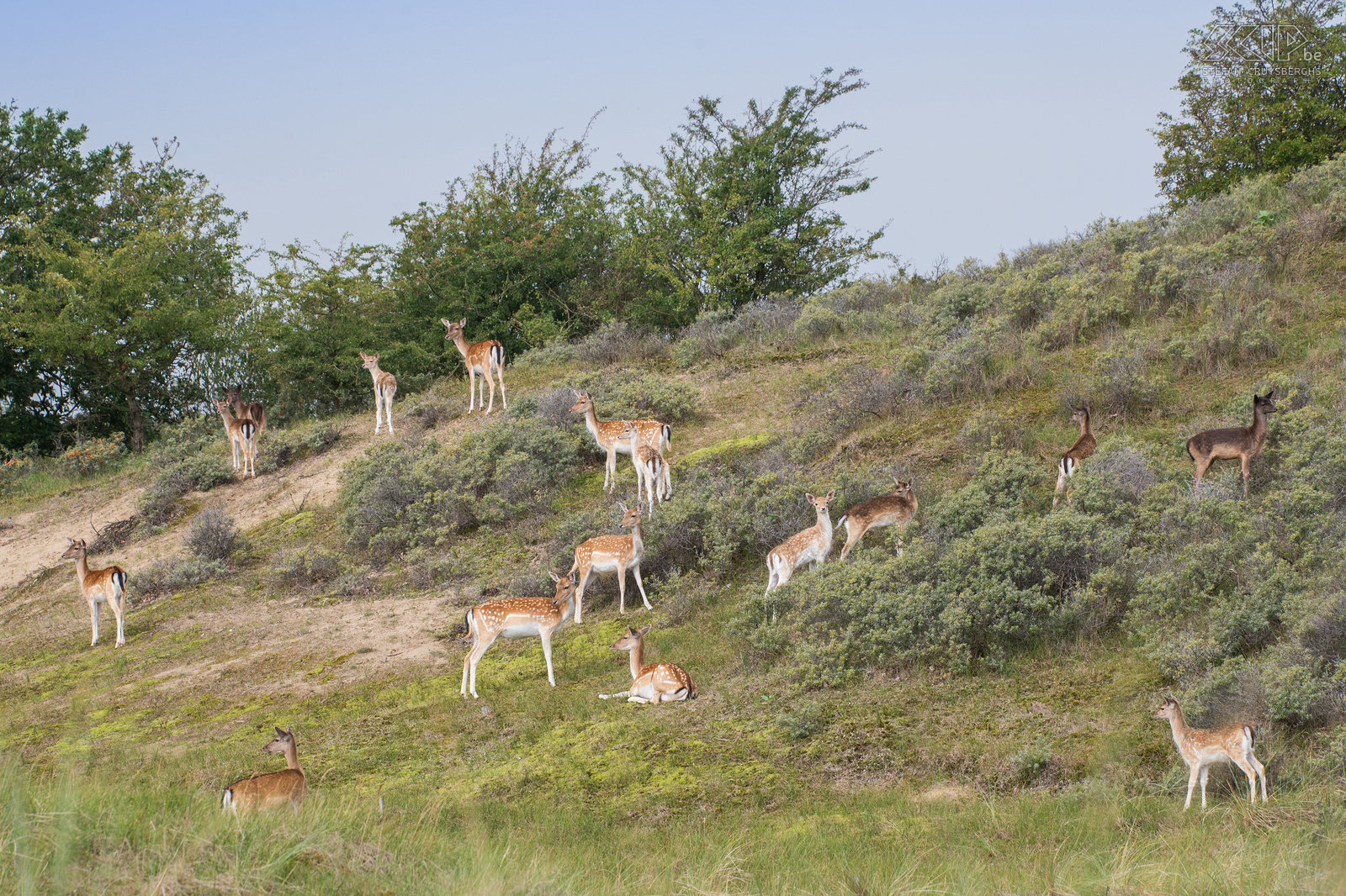 Amsterdamse Waterleidingduinen - Damherten De Amsterdamse Waterleidingduinen is een prachtig natuurgebied in de provincie Noord-Holland in Nederland. Het is een duinengebied met veel water kanalen. Het heeft de grootste populatie damherten in Nederland. Er wordt geschat dat er 3000 damherten leven. Er zijn ook vossen, waarvan sommige van hen gewend zijn aan mensen, reeën en vele vogels. We bezochten ook het aangrenzende Nationaal Park Zuid-Kennemerland. We konden de wisenten (Europese bizon), die in het Kraansvlak werden uitgezet in 2007, wel niet terugvinden. We zagen wel een mooie kudde Schotse Hooglanders. Stefan Cruysberghs